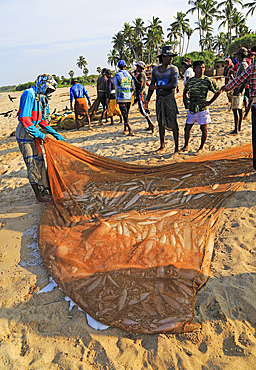 Traditional fishing catch landed in net, Nilavelli beach, near Trincomalee, Eastern province, Sri Lanka, Asia