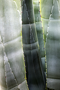 Abstract pattern of leaves of agave americana cactus plant growing in Cabo de Gata natural park, Almeria, Andalusia, Spain, Europe