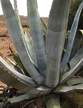 Agave americana cactus plant growing in Cabo de Gata natural park, Almeria, Andalusia, Spain, Europe