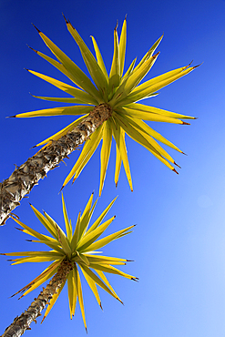 Yucca aloifolia (Spanish bayonet), garden plant against blue sky Cabo de Gata natural park, Almeria, Andalusia, Spain, Europe