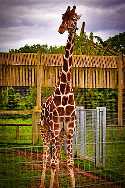 A giraffe standing in an enclosure at a zoo with a wooden fence and greenery in the background.