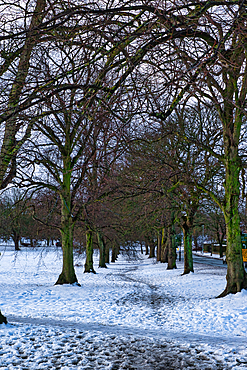 A snow-covered path winds through a line of leafless trees in a park near a road. The trees are bare, and the snow is patchy, with some areas showing bare ground. The overall color palette is muted browns, grays, and whites in Harrogate, UK.