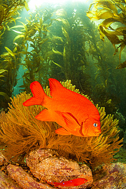 A garibaldi (Hypsypops rubicundus) in a forest of giant kelp off Catalina Island, California, United States of America, North America