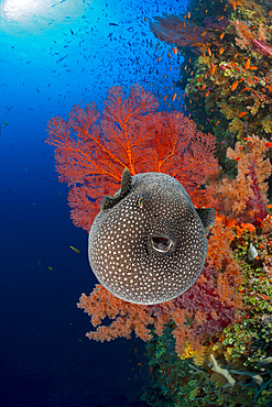 An inflated guineafowl pufferfish (Arothron meleagris), on a drop off in Fiji, South Pacific, Pacific