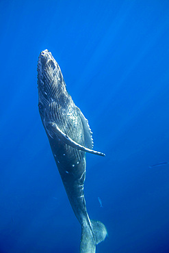 A humpback whale calf (Megaptera novaeangliae) heading to the surface, Hawaii, United States of America, Pacific, North America