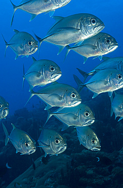 A school of bigeye trevally, Papua New Guinea, Pacific