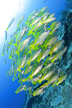 Schooling brownstripe snapper (Lutjanus vitta), Raja Ampat, West Papua, Indonesia, Southeast Asia, Asia