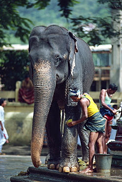 Man washing working elephant, Kandy, Sri Lanka, Asia