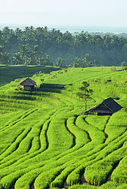 Landscape of lush green rice terraces on Bali, Indonesia, Southeast Asia, Asia