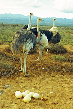 A troupe of ostriches with their progeny, South Africa, Africa