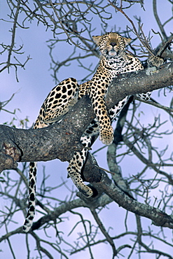 Leopard, Sabi Sands Reserve, South Africa, Africa