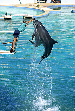 Dolphins show, Oceanarium, Port Elizabeth, South Africa, Africa