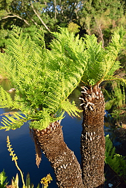 Kirstenbosch Botanical Garden, Constantia, Cape Town, South Africa, Africa