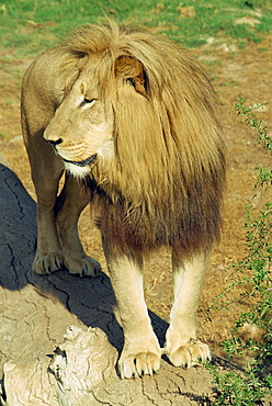 A lion at the Cango Wildlife Ranch, South Africa, Africa