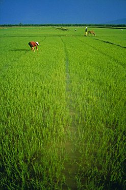 Rice paddy fields, Lang Co, Vietnam