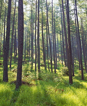 Pine trees in Great Wood, Borrowdale, Lake District, Cumbria, England, United Kingdom, Europe