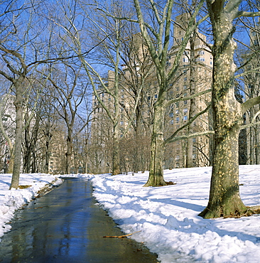 Bare trees and snow in winter in Central Park, Manhattan, New York City, New York, United States of America (USA), North America