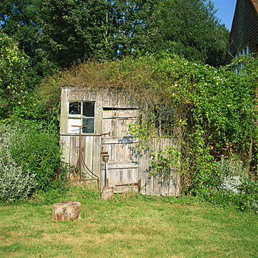 Overgrown garden shed