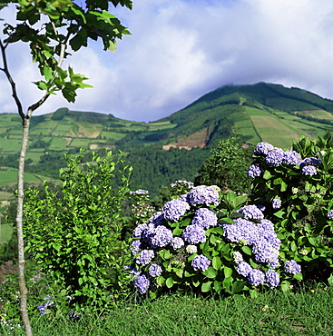 Hydrangeas in bloom, island of Sao Miguel, Azores, Portugal, Europe