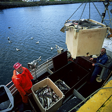 Unloading cod, Ravfarhofn, north Iceland, Iceland, Polar Regions