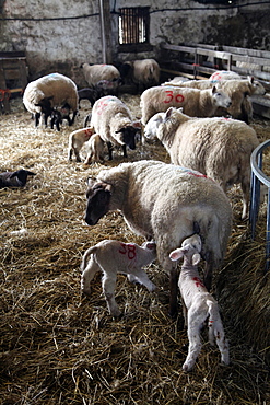 Sheep and lambs on a Dartmoor farm, Devon, England, United Kingdom, Europe