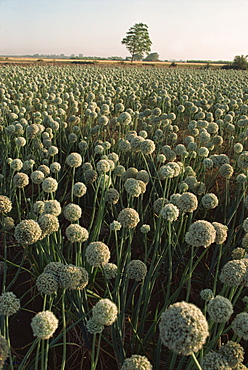 Onion fields, Gujarat state, India, Asia