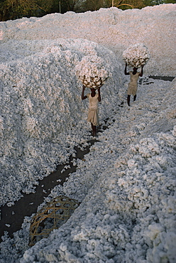 Cotton harvest, Gujarat state, India, Asia