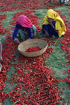 Chilli harvest, Rajasthan state, India, Asia