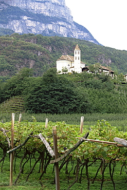 Church and vines at Missiano, Caldero wine district, Bolzano, Alto Adige, Italy, Europe