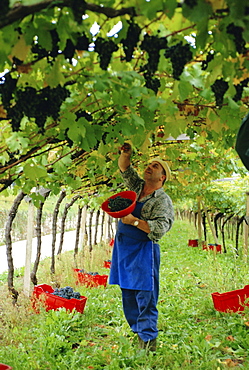 Man picking kabinett grapes at Traminer below Bolzano, Alto Adige, Italy, Europe