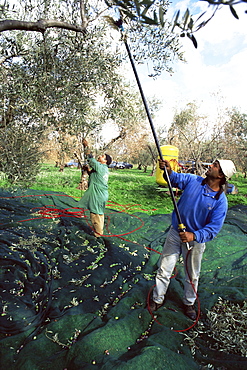 Vibrating olives from the trees in the groves of Marina Colonna, San Martino, Molise, Italy, Europe