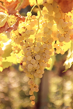 Close-up of Malvasia grapes in vineyard outside Frascati, Frascati, Lazio, Italy, Europe