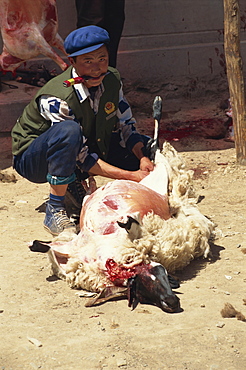 Muslim killing sheep, eastern Qinghai, China, Asia