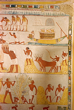 Harvesting scene from the time of the 18th Dynasty land steward Sheikh Aba el Kurna, Tomb of Menna, Thebes, UNESCO World Heritage Site, Egypt, North Africa, Africa