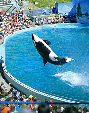 Performing killer whale, Marine World Africa USA, California, United States of America, North America