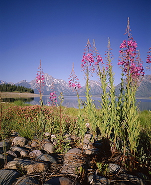 Wild flowers, Jackson Lake, Grand Teton National Park, Wyoming, United States of America (USA), North America