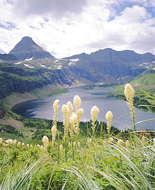 Beargrass, Hidden Lake and Mount Reynolds, Glacier National Park, Montana, USA