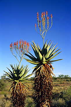 Aloe species in desert scrubland, Botswana, Africa