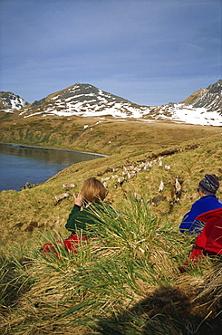 Part of a reindeer herd introduced by Norwegian whalers in 1911, South Georgia, Polar Regions