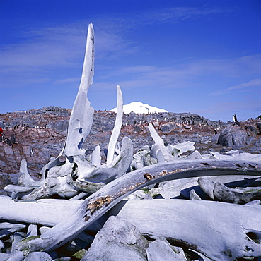 Bones, relic of whaling industry, Port Lockroy, Antarctic Peninsula, Antarctica, Polar Regions