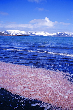Krill swarm cooked pink by fumarole activity on the volcanic island of Deception Island, Antarctica, Polar Regions