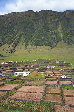 Stone walls divide potato patches, two miles south of settlement, on Tristan da Cunha, Mid Atlantic