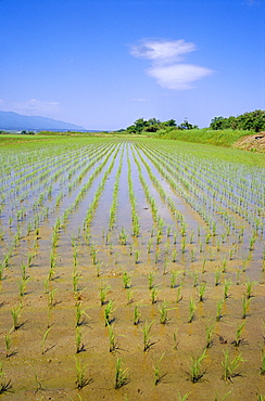 Rice fields on Sado Island, off west coast of Honshu, Japan