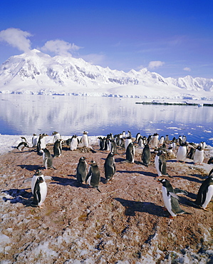 Gentoo penguin rookery, Antarctica, Polar Regions