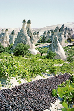 Grapes drying, vineyard and cone houses, Cappadocia, Anatolia, Turkey, Asia Minor, Asia