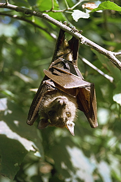 Bat, Kenya, East Africa, Africa