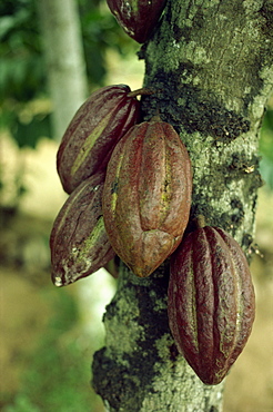 Close-up of cocoa pods on a tree in Sri Lanka, Asia