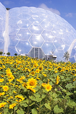 Sunflowers in front of biome, Eden Project, St. Austell, Cornwall, England, United Kingdom, Europe