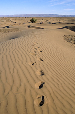 Dunes and camp under tree in the distance at Erg Al Hatin, desert trek, Draa Valley, Morocco, North Africa, Africa