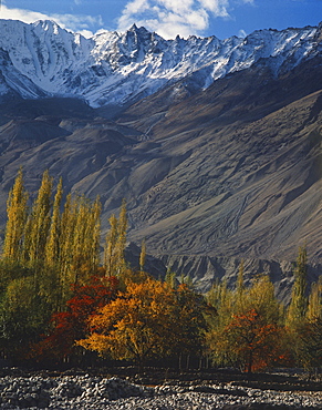 Trees in autumn colours and mountains at Khaplu in Baltistan, Pakistan, Asia